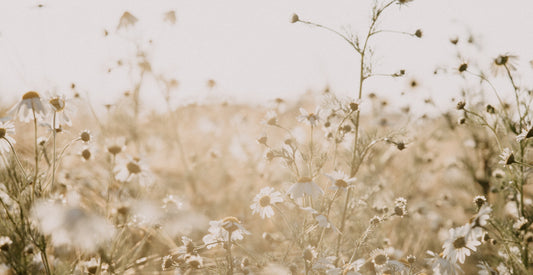 Cultivating Beauty + Creativity in 2022