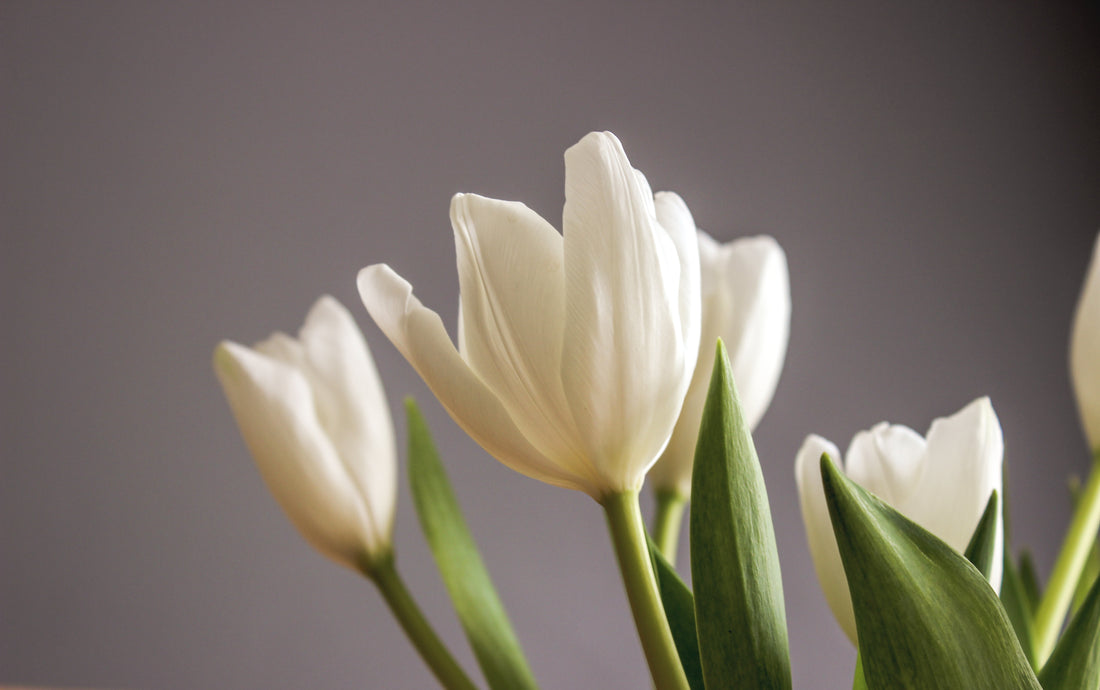 Dreaming of Spring