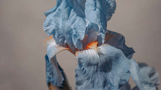 Birthflowers // The Iris