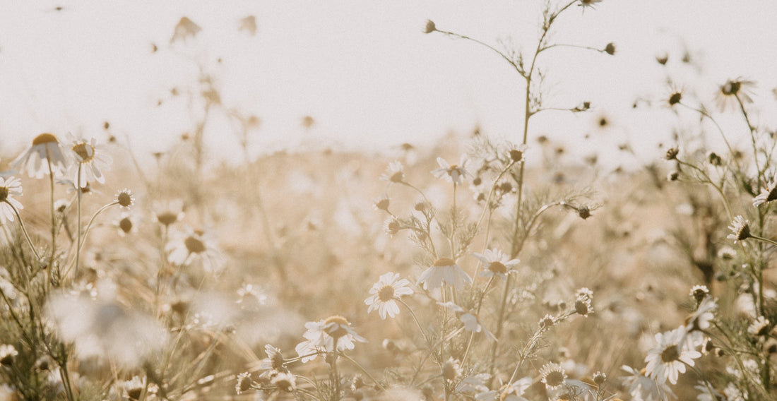 Cultivating Beauty + Creativity in 2022